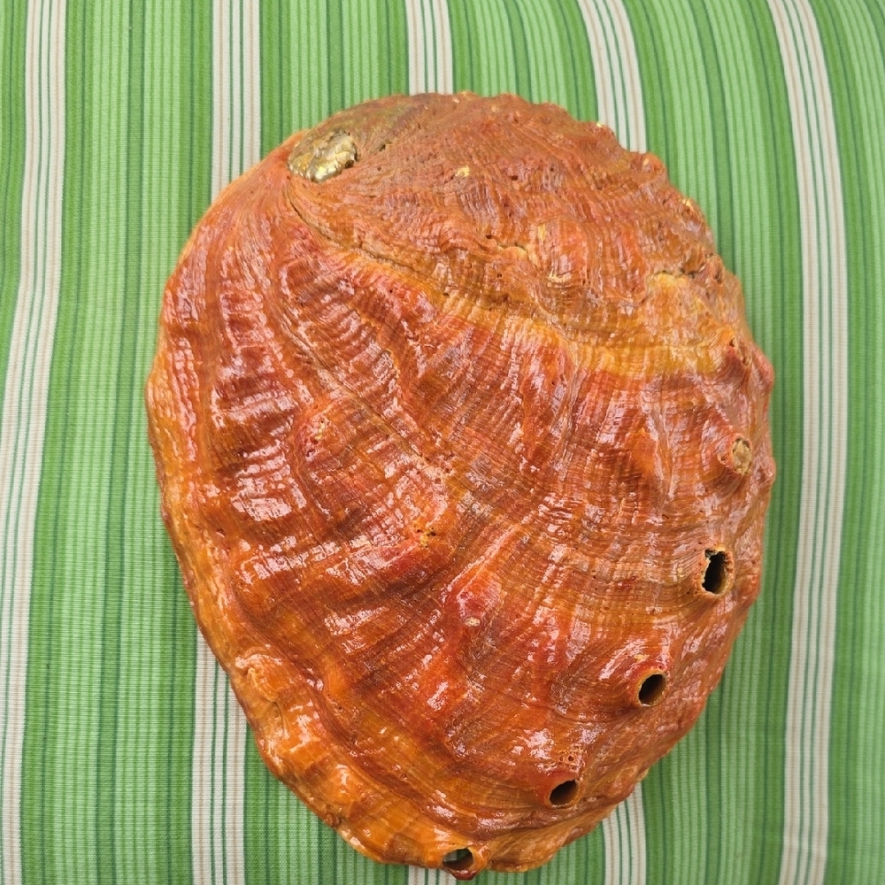 Vibrant Orange Abalone Shell